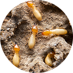 Termite Control Services in Ahmedabad